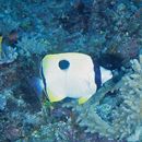 Chaetodon unimaculatus Bloch, 1787