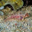 Neosynchiropus morrisoni (Schultz, 1960)