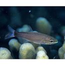 カスミヤライイシモチ