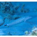 Parapercis xanthogramma Imamura et Yoshino, 2007