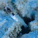 Ctenogobiops mitodes Randall, Shao et Chen, 2007