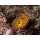 Neoclinus nudus Stephens et Springer, 1975