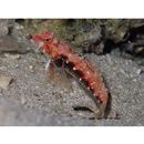 Neosynchiropus sp. 2