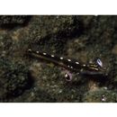 Eviota sebreei Jordan et Seale, 1906