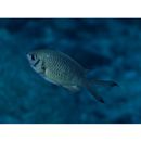 Chromis xanthura (Bleeker, 1854)