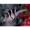 Paraluteres prionurus (Bleeker, 1851)