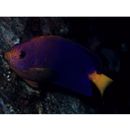 Centropyge interrupta (Tanaka, 1918)