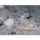 Vanderhorstia kizakura Iwata, Shibukawa et Ohnishi, 2007