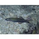 Ptereleotris evides (Jordan et Hubbs, 1925)