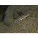 Rhinogobius nagoyae Jordan et Seale, 1906