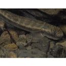 Sicyopterus japonicus (Tanaka, 1909)