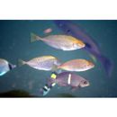 Siganus fuscescens (Houttuyn, 1782)