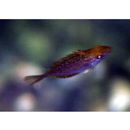 Siganus fuscescens (Houttuyn, 1782)