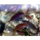 Siganus fuscescens (Houttuyn, 1782)