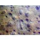 Dasyatis akajei (Muller et Henle, 1841)