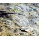 Dasyatis akajei (Muller et Henle, 1841)