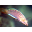 Pseudolabrus eoethinus (Richardson, 1846)