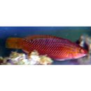 Pseudolabrus eoethinus (Richardson, 1846)