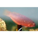 Pseudolabrus eoethinus (Richardson, 1846)