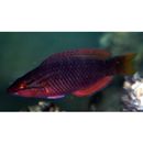 Pseudolabrus eoethinus (Richardson, 1846)