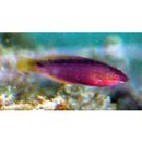 Pseudolabrus eoethinus (Richardson, 1846)