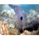 Lutjanus monostigma (Cuvier, 1828)