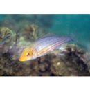 Lethrinus genivittatus Valenciennes, 1830