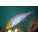 Lethrinus genivittatus Valenciennes, 1830