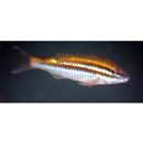 Parupeneus biaculeatus (Richardson, 1846)