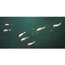 Parupeneus biaculeatus (Richardson, 1846)