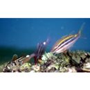 Parupeneus biaculeatus (Richardson, 1846)