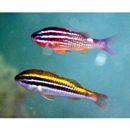 Parupeneus biaculeatus (Richardson, 1846)