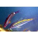 Parupeneus biaculeatus (Richardson, 1846)