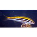 Parupeneus biaculeatus (Richardson, 1846)