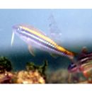 Parupeneus biaculeatus (Richardson, 1846)