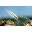 Parupeneus biaculeatus (Richardson, 1846)