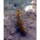 Parupeneus biaculeatus (Richardson, 1846)