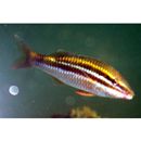 Parupeneus biaculeatus (Richardson, 1846)