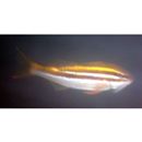 Parupeneus biaculeatus (Richardson, 1846)