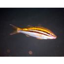 Parupeneus biaculeatus (Richardson, 1846)