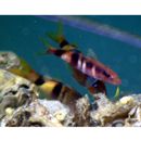 Parupeneus multifasciatus (Quoy et Gaimard, 1825)