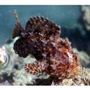 Antennarius striatus (Shaw, 1794)