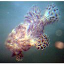 Antennarius striatus (Shaw, 1794)