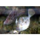 Stephanolepis cirrhifer (Temminck et Schlegel, 1850)