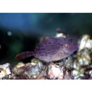 Stephanolepis cirrhifer (Temminck et Schlegel, 1850)