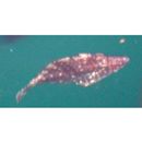 Monacanthidae, indet. gen. & sp