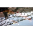 Seriola dumerili (Risso, 1810)