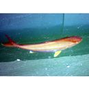 Seriola dumerili (Risso, 1810)