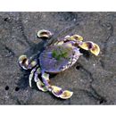 Seriola dumerili (Risso, 1810)