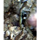 Balistoides viridescens (Bloch et Schneider, 1801)